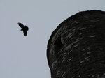 SX02689 Rook flying from Glendalough Round Tower.jpg
